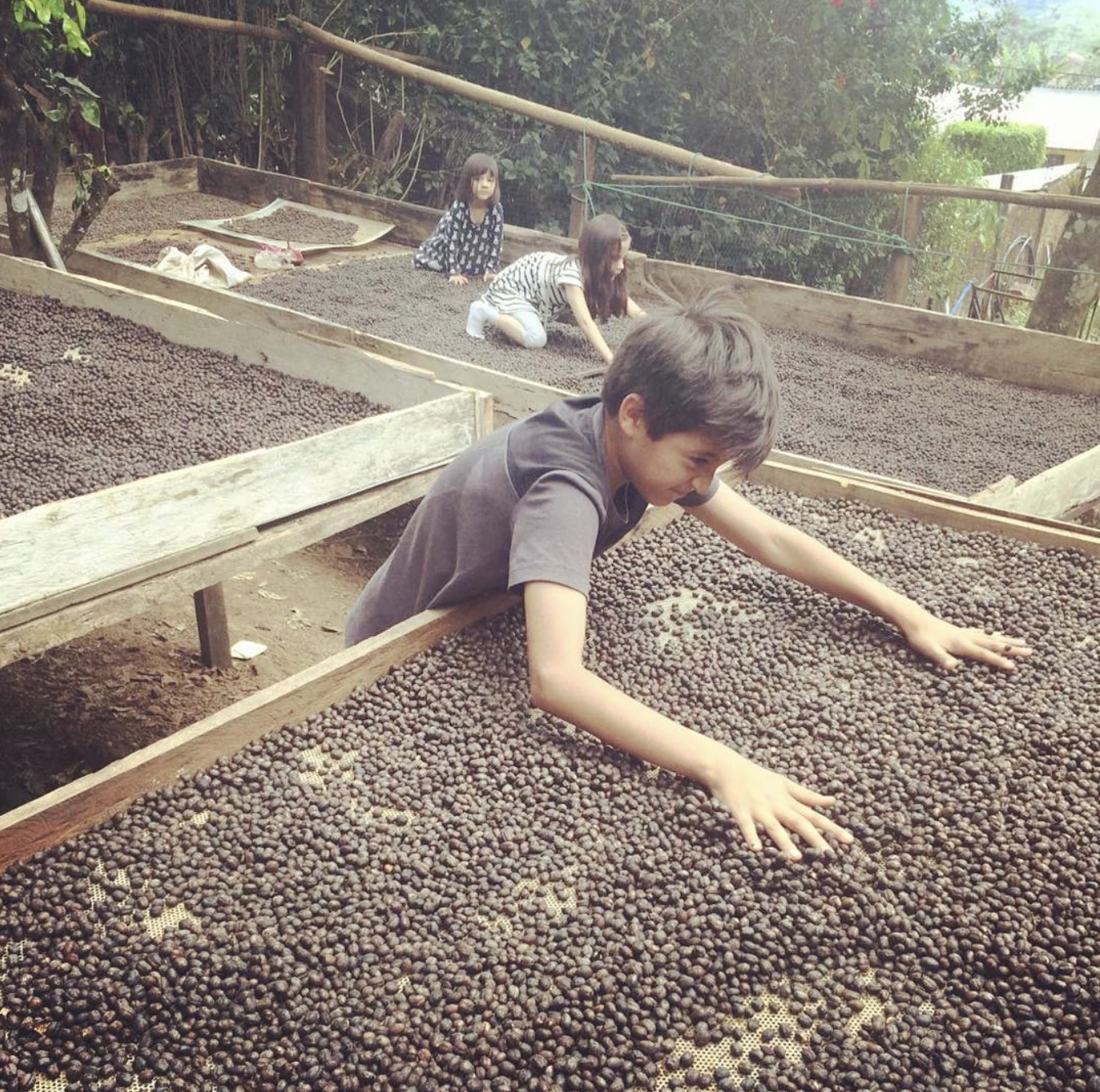 Los niños de la familia ayudando a voltear el café en los secadores.