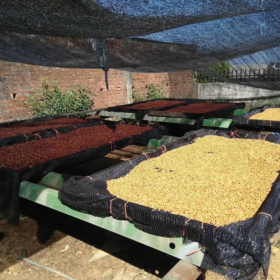 Distintos procesos de café secándose al sol en camas elevadas.